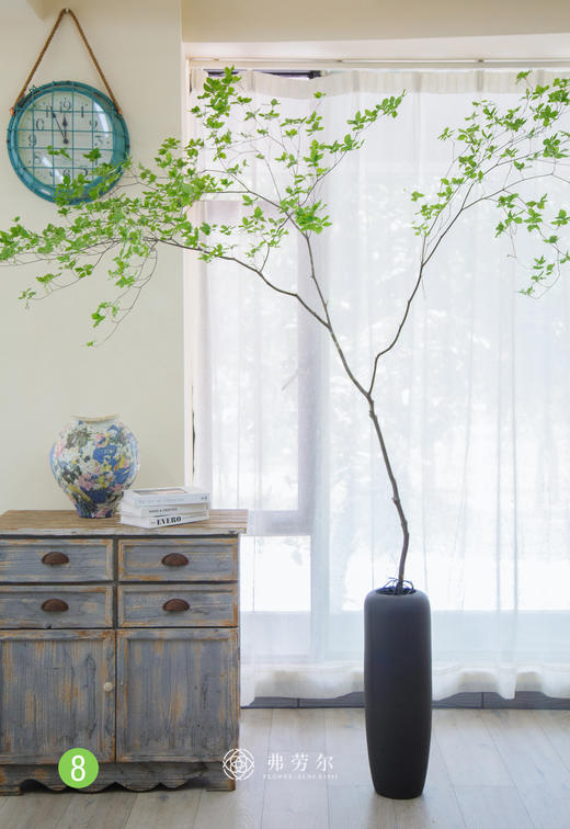 日本吊钟⑧（不含瓶） 商品图0