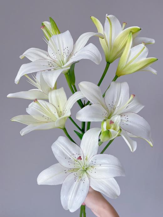 亚百合丨多头眼线 商品图0