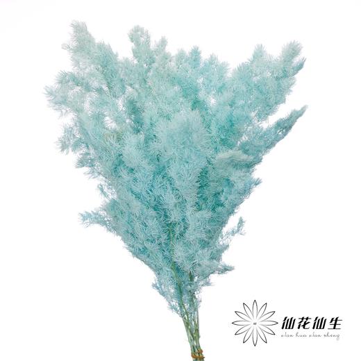 永生花材 ｜ 蓬莱松蒂芙尼蓝 商品图0