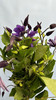 【国产】铁线莲  大花深紫色  约8枝/扎 商品缩略图5