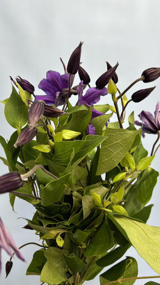 【国产】铁线莲  大花深紫色  约8枝/扎 商品图5