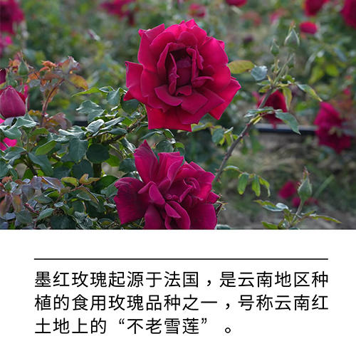 【手工甄选】花能量 冻干墨红玫瑰 20g/瓶 口感细腻味道浓郁 商品图3