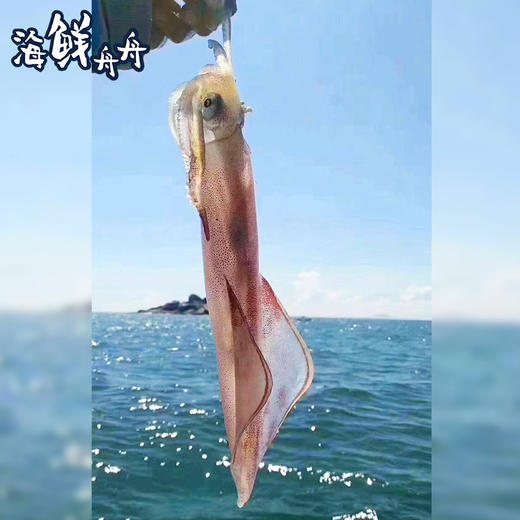 【野生】超低温  活冻手钓大管 300g-500g 商品图7