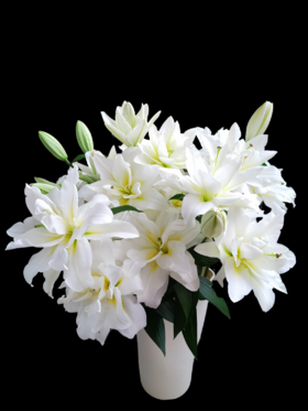 重瓣百合丨暴风雪三头