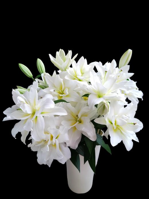 重瓣百合丨暴风雪三头 商品图0