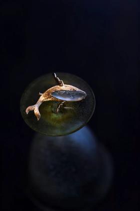 爱潜入一片蓝蓝深海｜鲸鱼