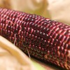 生态水果玉米（四川） | 合作生产*Ecological fruit corn | Partner Production 商品缩略图3