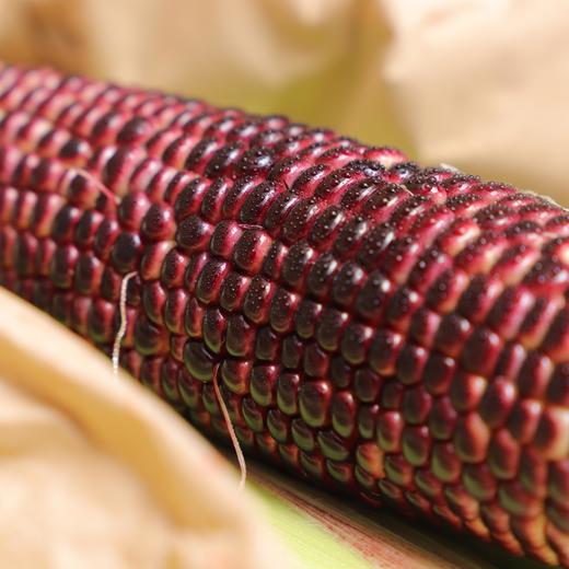 生态水果玉米（四川） | 合作生产*Ecological fruit corn | Partner Production 商品图3