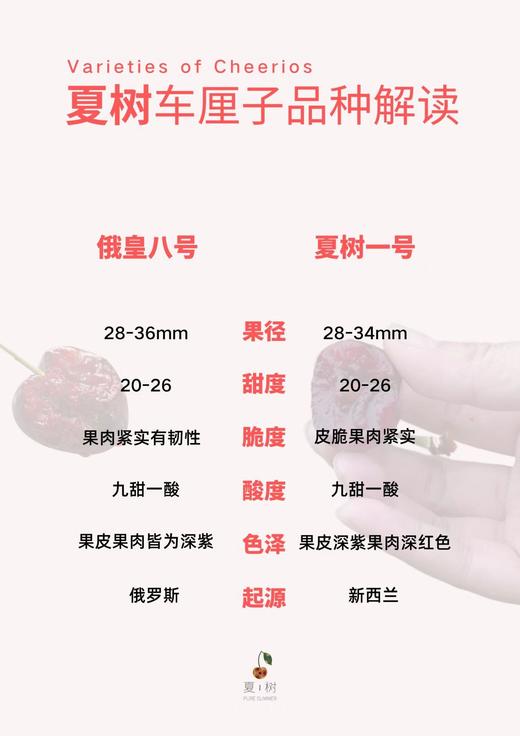 夏树 车厘子 商品图9