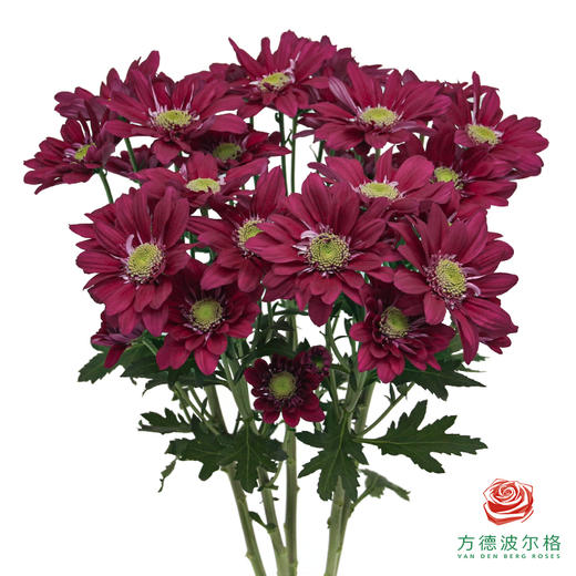 VDB多头小菊-宁静紫 商品图0