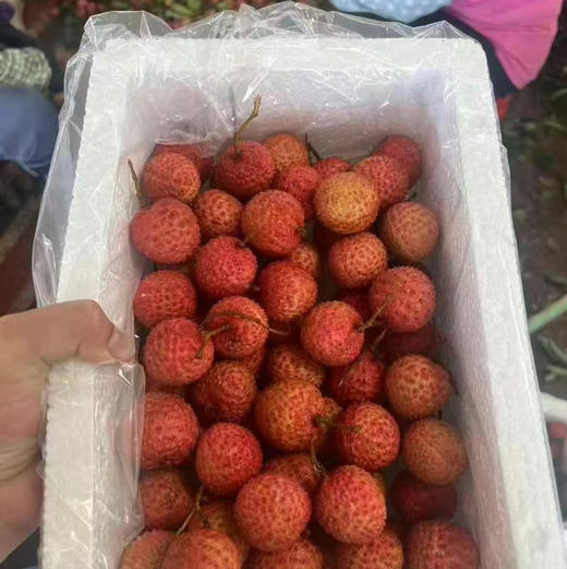 【先人一步桂花香味荔枝】淡淡的桂花香味，清甜皮薄脆，一口下去[色]爆浆而出，下喉还留桂花幽香 商品图10