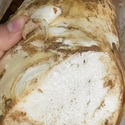 旦家园笋丝约500G/袋 商品图1