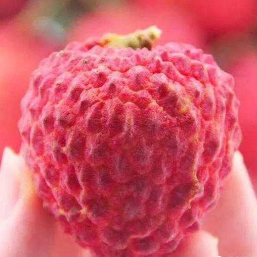 荔枝礼品卡【粤爱优选仙进奉】——贡品荔枝仙村核心产区产量有限爆甜多汁（6月25日起发货） 商品图6