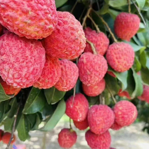 荔枝礼品卡【粤爱优选仙进奉】——贡品荔枝仙村核心产区产量有限爆甜多汁（6月25日起发货） 商品图7