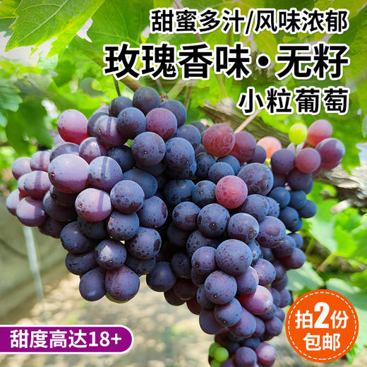 现摘玫瑰香葡萄 无籽葡萄  甜蜜多汁  新鲜水果 500g/份 拍2份包邮 商品图0