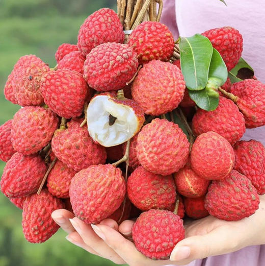 荔枝礼品卡【粤爱优选仙进奉】——贡品荔枝仙村核心产区产量有限爆甜多汁（6月25日起发货） 商品图5