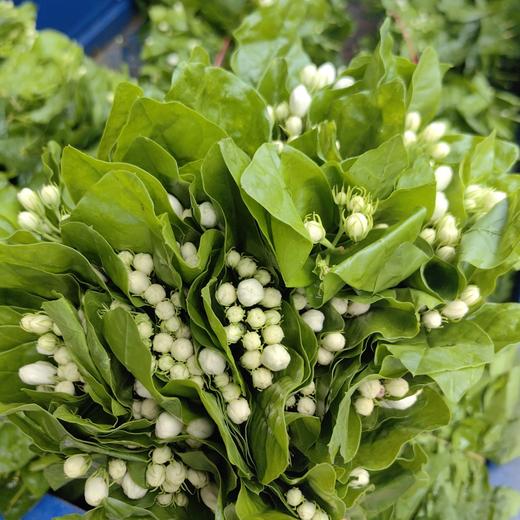 白色茉莉花一扎 商品图4