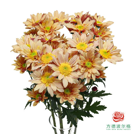 VDB多头小菊-宁静三文鱼 商品图0