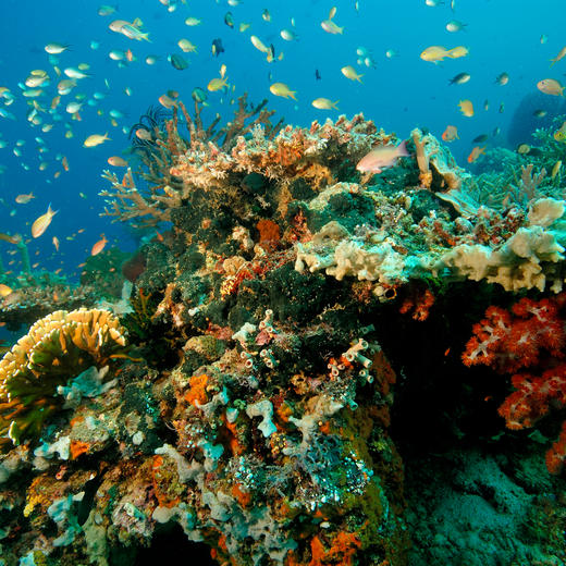 3晚/5晚【印尼安缦湾澜 | Amanwana | 实时代订】最长可用至26年3月！3晚潜水/住5付4套餐可选，享每日三餐、专车快艇往返接送、度假村免费活动等，体验Moyo岛上野奢帐篷、与鲸鲨同游！~ 商品图6