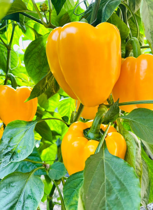 维生素含量超高的彩椒，口感脆甜，不辣，炒菜跟料理的好搭档，混装，2斤/份 商品图2