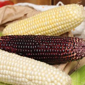 生态水果玉米（四川） | 合作生产*Ecological fruit corn | Partner Production