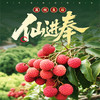 荔枝礼品卡【粤爱优选仙进奉】——贡品荔枝仙村核心产区产量有限爆甜多汁（6月25日起发货） 商品缩略图0