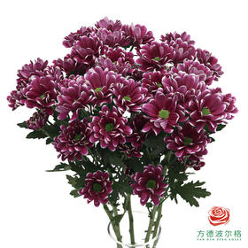 VDB多头小菊-匹诺曹紫