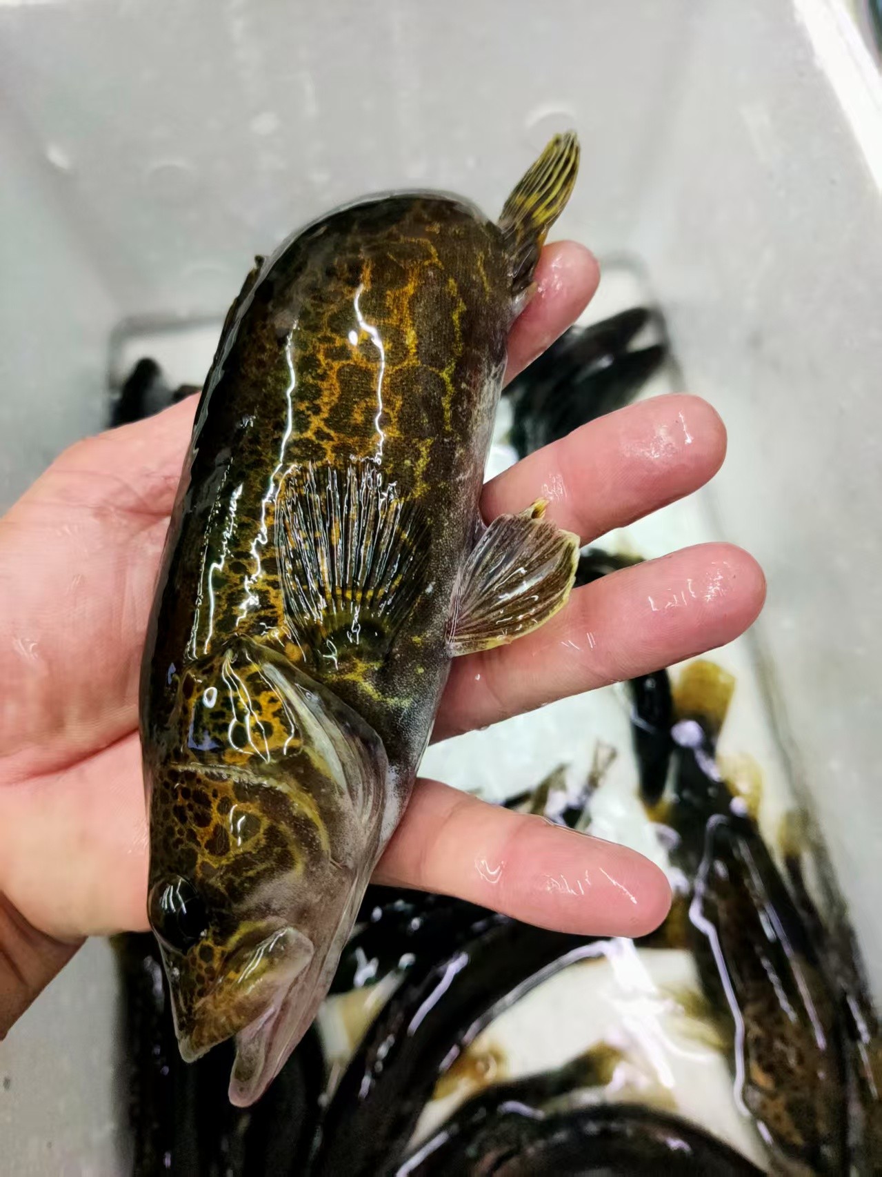 溪流斑桂鱼，1斤