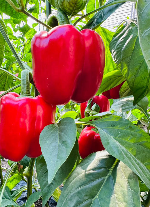 维生素含量超高的彩椒，口感脆甜，不辣，炒菜跟料理的好搭档，混装，2斤/份 商品图1