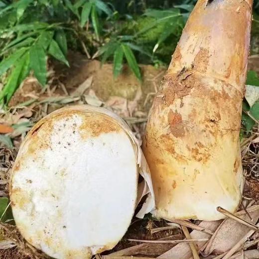 旦家园笋丝约500G/袋 商品图2