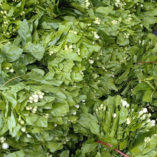 白色茉莉花一扎 商品图6