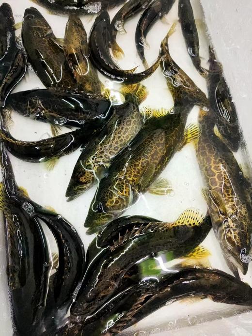 溪流斑桂鱼，1斤 商品图1