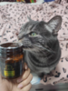 益宠堂益石丹宠物猫狗膀胱利尿泌尿道护理营养补充剂100颗 商品缩略图5