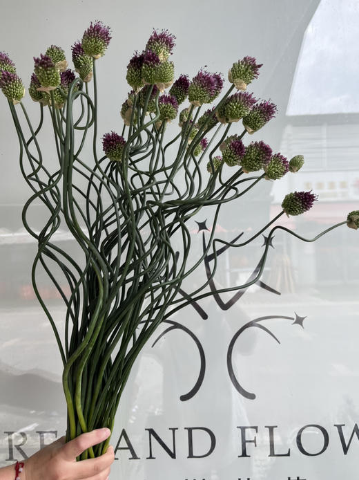 国产花材-【弯葱】 商品图1