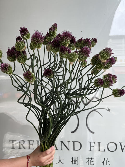 国产花材-【弯葱】 商品图2