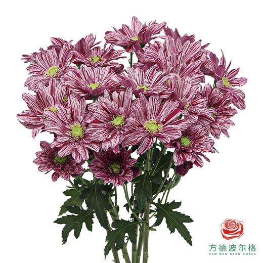 VDB多头小菊-宁静 商品图0