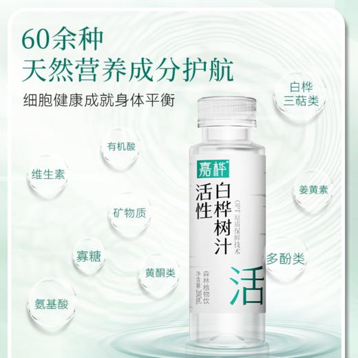 嘉桦白桦树汁OPT天然活性汁原液小兴安岭植物饮料 商品图5