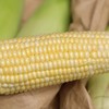 生态水果玉米（四川） | 合作生产*Ecological fruit corn | Partner Production 商品缩略图4