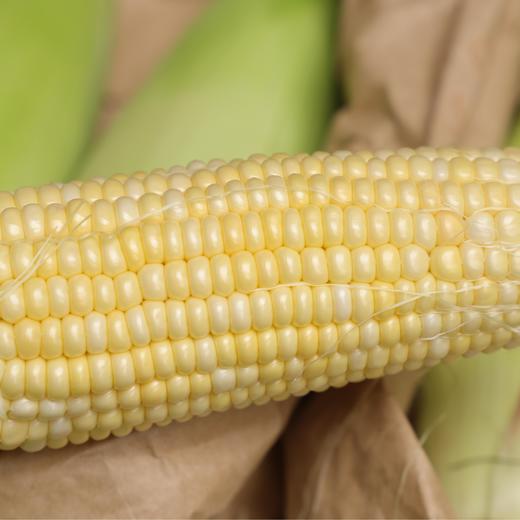 生态水果玉米（四川） | 合作生产*Ecological fruit corn | Partner Production 商品图4