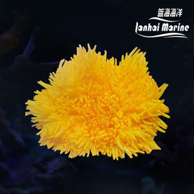 黄金葵-染色