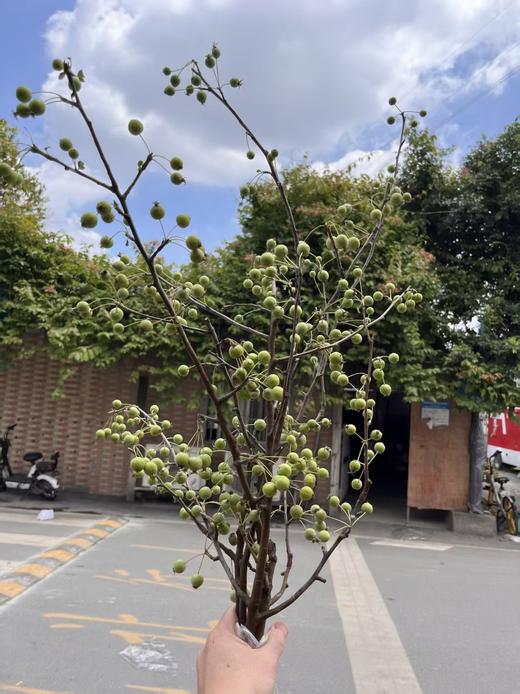 绿色海棠果鲜切花2-3支 商品图1
