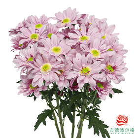 VDB多头小菊-宁静粉