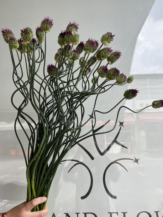 国产花材-【弯葱】 商品图3