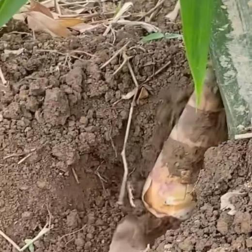 旦家园笋丝约500G/袋 商品图3