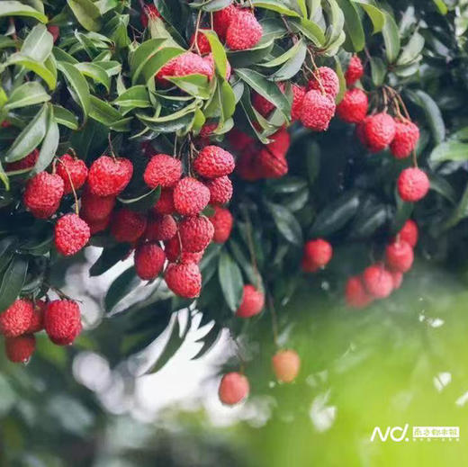 荔枝礼品卡【粤爱优选仙进奉】——贡品荔枝仙村核心产区产量有限爆甜多汁（6月25日起发货） 商品图1