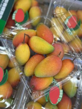 小金凤芒果（单盒500g左右）