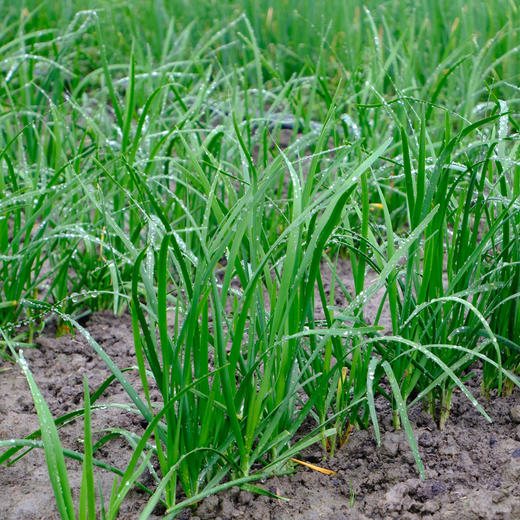 生态韭菜/四季豆 | 合作生产*Ecological leeks / green beans | Partner Production 商品图2