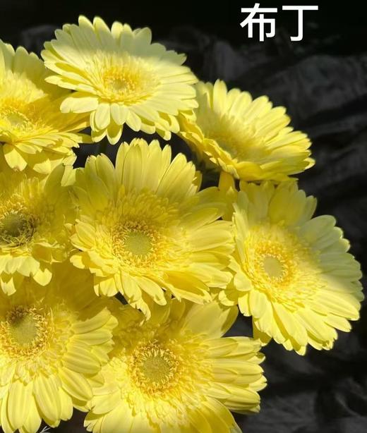 非洲菊·奶油布丁 商品图1