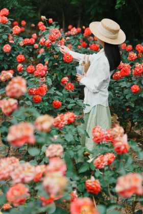 闪照第238期 一片花海，一季欢喜