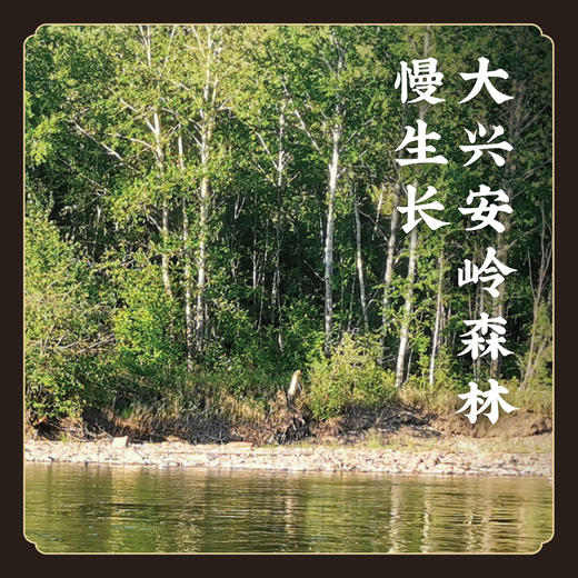 原始森林种植【双有机认证】有机玉木耳有机黑木耳 菌菇 火锅食材  K仅参与会员折扣 商品图6